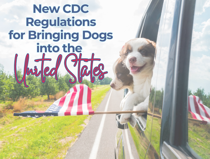 New CDC Regulations for Bringing Dogs into the United States