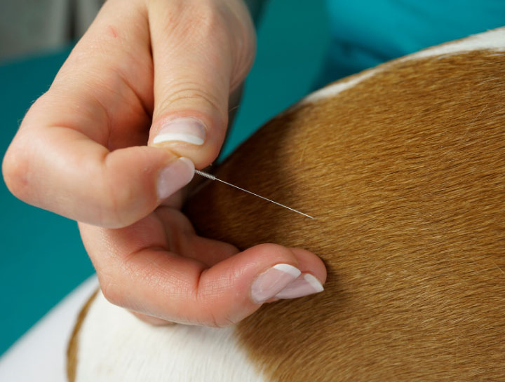 Acupuncture for Pets in Newtown